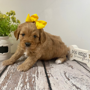 Cavapoo Puppy Lolly Pop