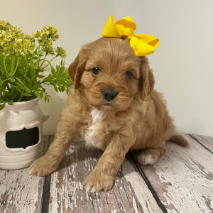 Cavapoo Puppy Lolly Pop