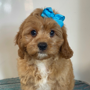 Cavapoo Puppy Lolly Pop