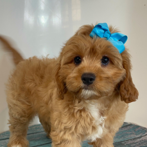 Cavapoo Puppy Lolly Pop