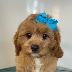 Cavapoo Puppy Lolly Pop