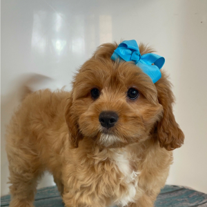 Cavapoo Puppy Lolly Pop
