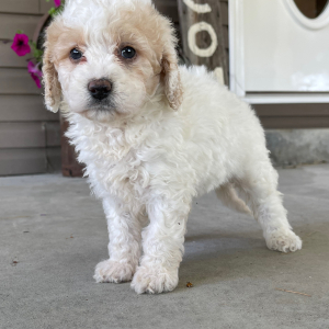Goldendoodle Puppy Ilene