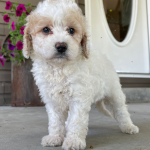 Goldendoodle Puppy Ilene