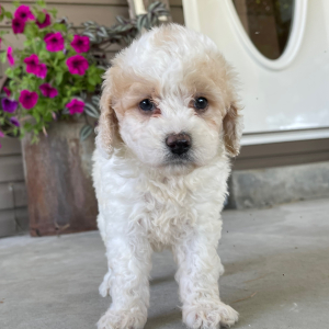 Goldendoodle Puppy Ilene