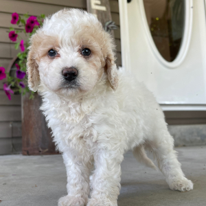 Goldendoodle Puppy Ilene