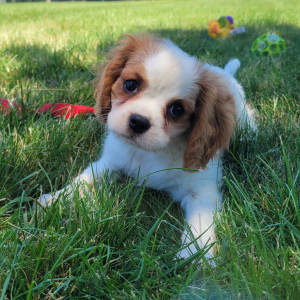 Cavalier King Charles Spaniel Puppy Darla