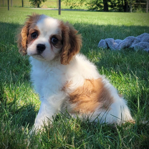 Cavalier King Charles Spaniel Puppy Darla
