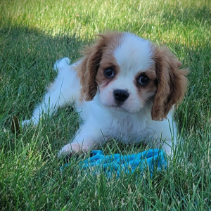 Cavalier King Charles Spaniel Puppy Darla