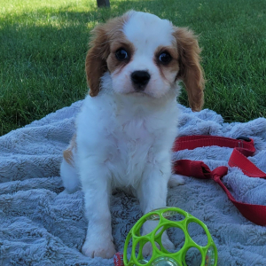 Cavalier King Charles Spaniel Puppy Darla