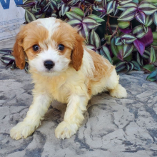 Cavapoo Puppy Ruby