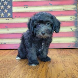 Schnoodle Puppy Trudy