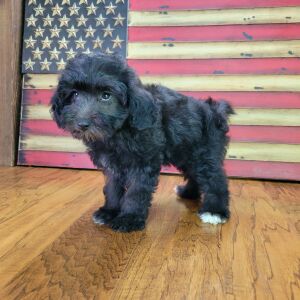 Schnoodle Puppy Trudy