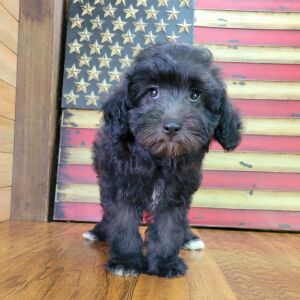 Schnoodle Puppy Trudy