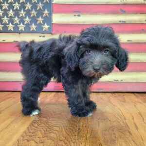 Schnoodle Puppy Trudy