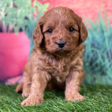 Cavapoo Puppy Elan