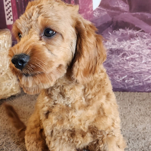 Cavapoo Puppy Elan