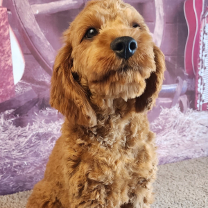 Cavapoo Puppy Elan