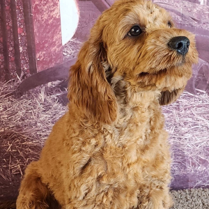 Cavapoo Puppy Elan