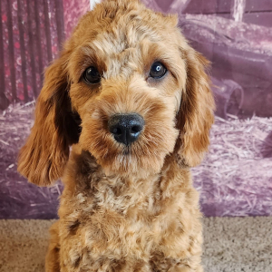 Cavapoo Puppy Elan