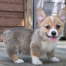 American Corgi Puppy Ace