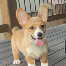 American Corgi Puppy Ace