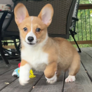 American Corgi Puppy Ace