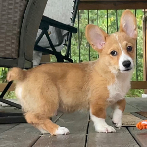 American Corgi Puppy Ace