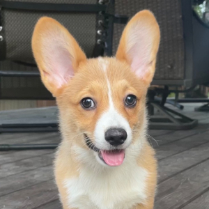 American Corgi Puppy Ace