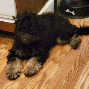 Goldendoodle Puppy Phantom