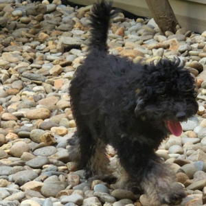 Goldendoodle Puppy Phantom