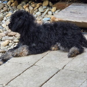 Goldendoodle Puppy Phantom