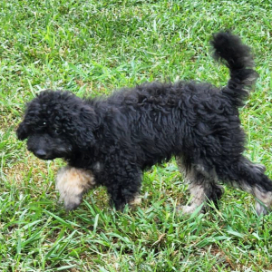Goldendoodle Puppy Phantom
