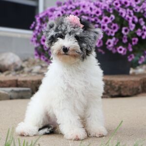 Bichonpoo Puppy Carrie
