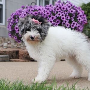Bichonpoo Puppy Carrie