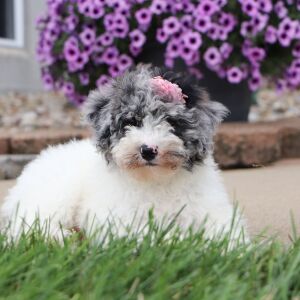 Bichonpoo Puppy Carrie