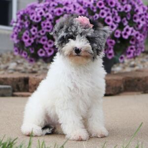 Bichonpoo Puppy Carrie