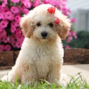 Bichonpoo Puppy Doris