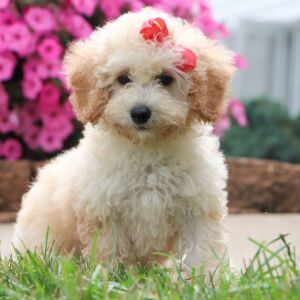 Bichonpoo Puppy Doris