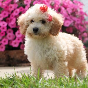 Bichonpoo Puppy Doris