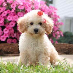 Bichonpoo Puppy Doris
