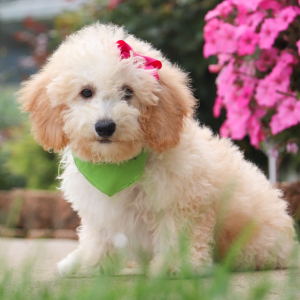 Bichonpoo Puppy Doris
