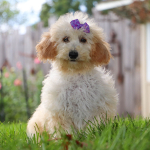 Bichonpoo Puppy Doris