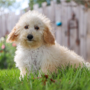 Bichonpoo Puppy Doris