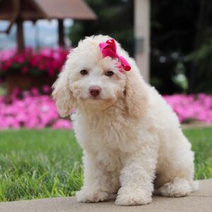 Bichonpoo Puppy Elaine