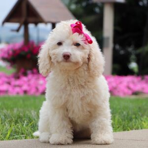 Bichonpoo Puppy Elaine