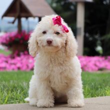 Bichonpoo Puppy Elaine