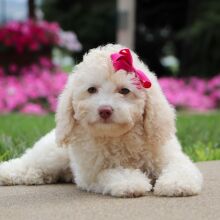 Bichonpoo Puppy Elaine