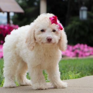 Bichonpoo Puppy Elaine