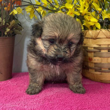 Pomapoo Puppy Jasmine